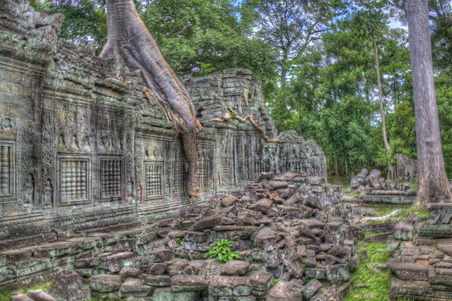 Angkor Wat Tree Wall in HDR